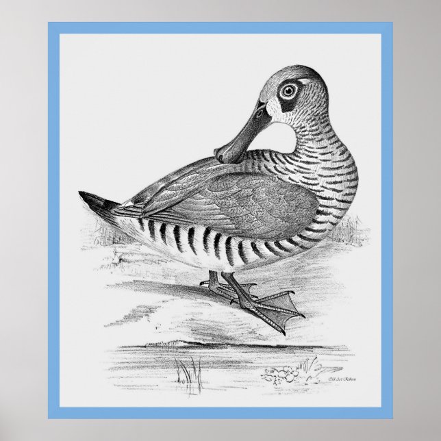 Póster 'Aves de Australia' de John Gould ~ El pato (Frente)