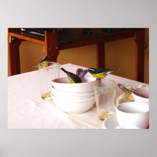 Póster Aves de Bananaquit Coreba Falveola