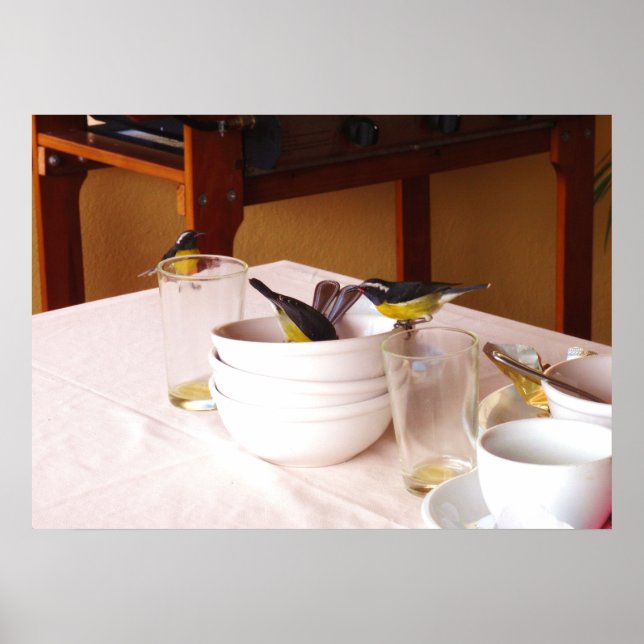 Póster Aves de Bananaquit Coreba Falveola (Frente)