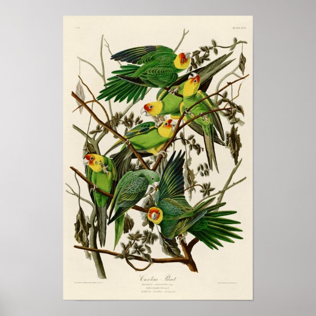 Póster Aves de Carolina Parrot John Audubon de Estados Un (Frente)