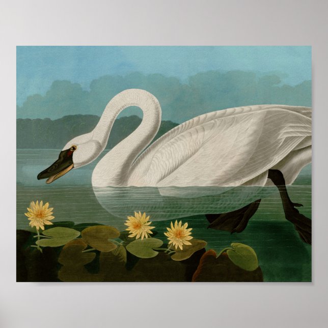 Póster Aves de cisne comunes de Estados Unidos Audubon (Frente)