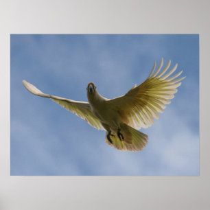 Póster Aves de Cockatoo
