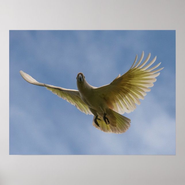 Póster Aves de Cockatoo (Frente)