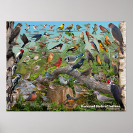 Póster Aves de corral