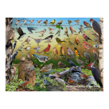 Aves de corral del este