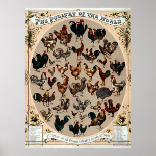 Póster Aves De Corral Del Mundo Antiguas 1868