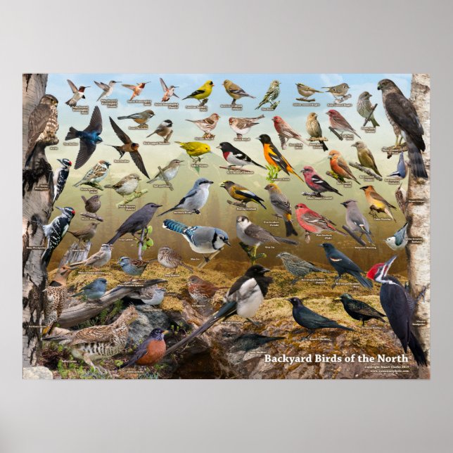 Póster Aves de corral del norte (Frente)