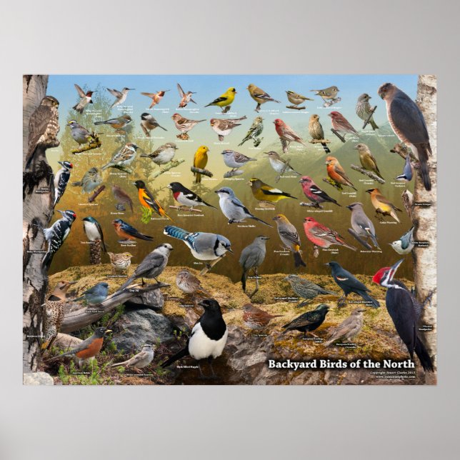Póster Aves de corral del norte (Frente)