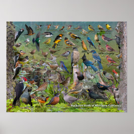 Póster Aves de corral del norte de California