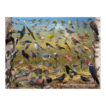 Aves de corral del patio del Poster Saskatchewan