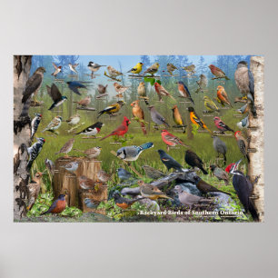 Póster Aves de corral del sur de Onario