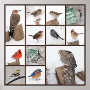 Póster Aves de corral en la nieve