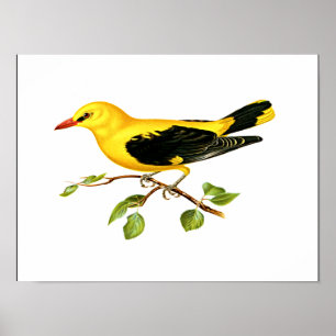 Póster Aves de Eurasia