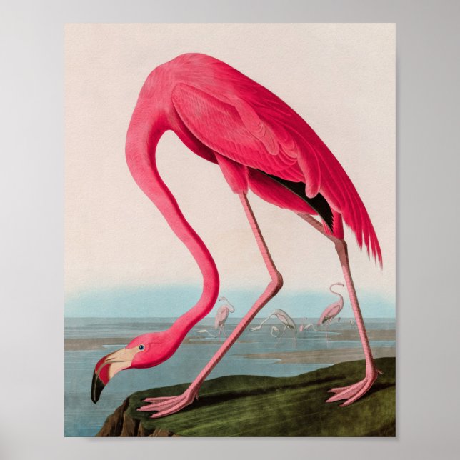 Póster Aves de flamenco norteamericanas impresas Audubon (Frente)