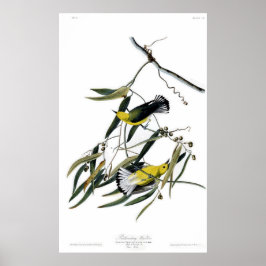 Póster Aves de guerra prothonotarias de América Audubon