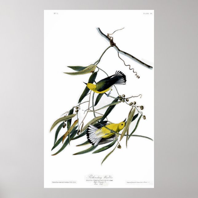 Póster Aves de guerra prothonotarias de América Audubon (Frente)