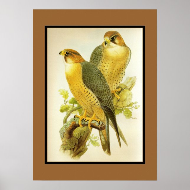 Póster Aves de Halcón Peregrino poster Vintage (Frente)