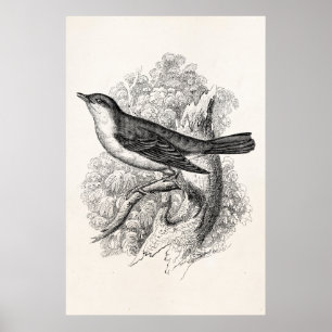 Póster Aves de Ilustracion de pájaro de la vieja década d