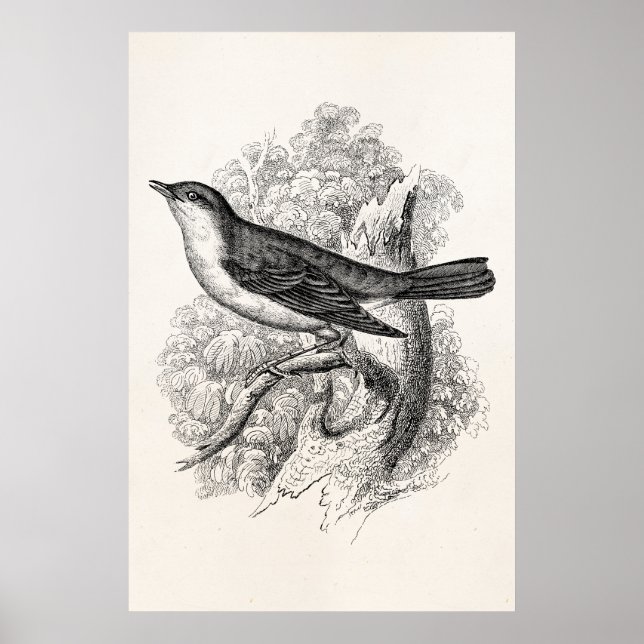Póster Aves de Ilustracion de pájaro de la vieja década d (Frente)