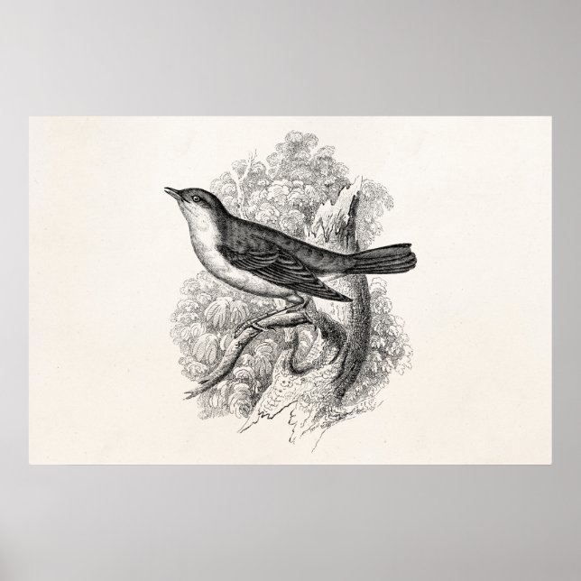 Póster Aves de Ilustracion de pájaro de la vieja década d (Frente)