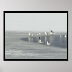Póster Aves de Invierno