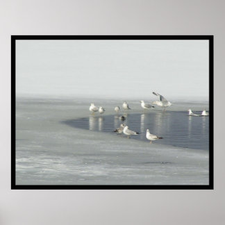 Póster Aves de Invierno