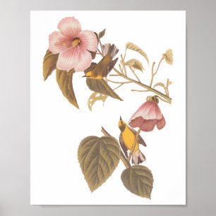 Póster Aves de la canción amarilla azul de Audubon