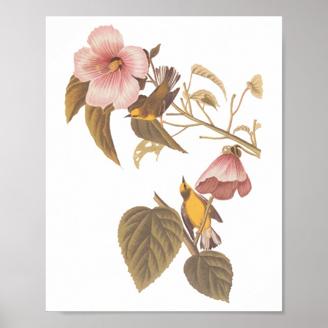 Póster Aves de la canción amarilla azul de Audubon (Frente)