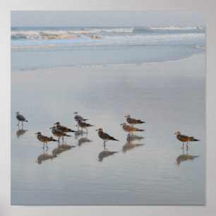 Póster Aves de la costa
