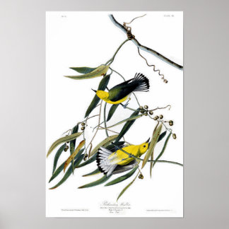 Póster Aves de la guerra prothonotaria John James Audubon