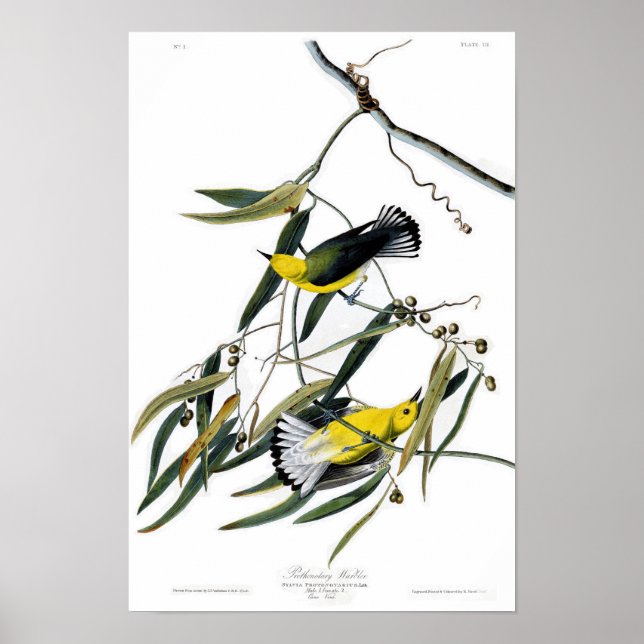 Póster Aves de la guerra prothonotaria John James Audubon (Frente)