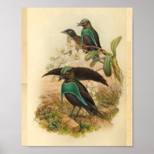 Póster Aves de la imprenta verde azul de paraíso