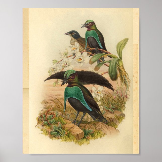 Póster Aves de la imprenta verde azul de paraíso (Frente)