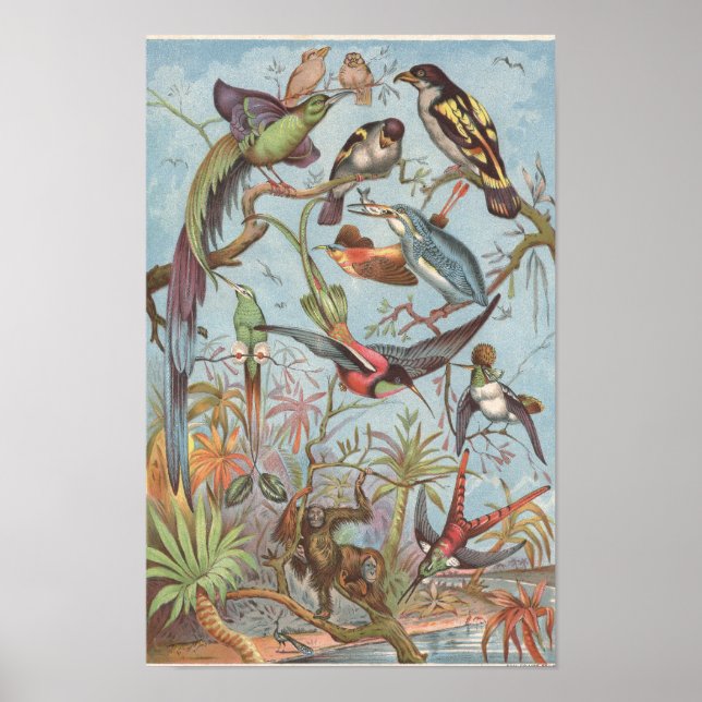 Póster Aves de la selva africana en 1889 (Frente)
