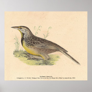 Póster Aves de Nueva York en Meadowlark Oriental (Sturnel