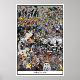 Póster Aves de Occidente