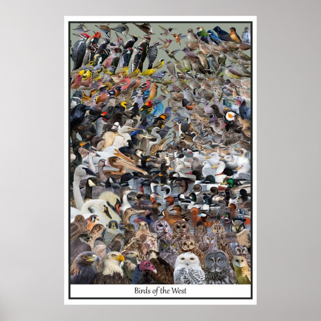 Póster Aves de Occidente (Frente)