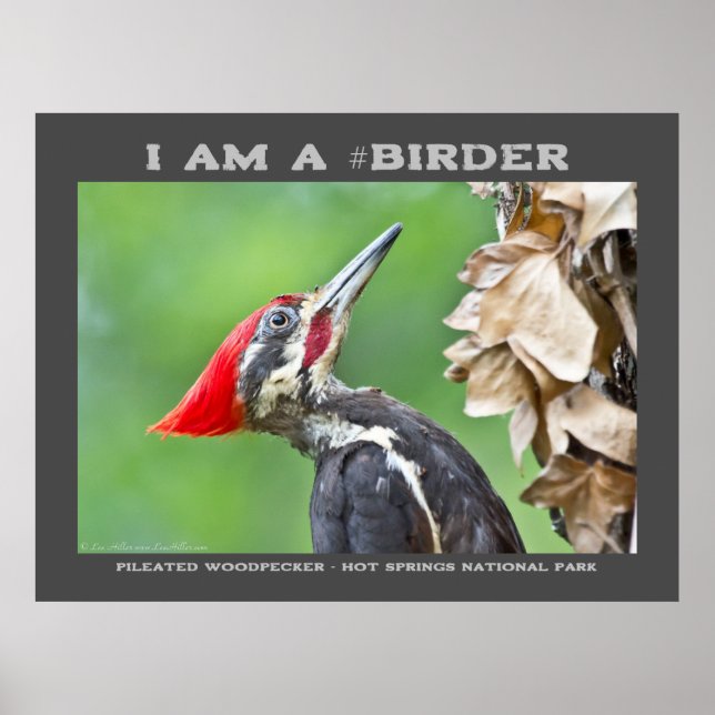 Póster Aves de pájaro carpintero perfilado por la natural (Frente)