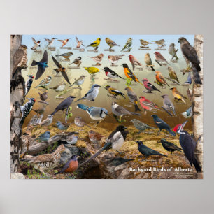 Póster Aves de patio de Alberta