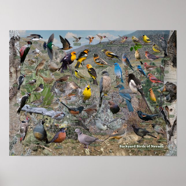 Póster Aves de patio de Nevada (Frente)