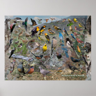 Póster Aves de patio de Nevada