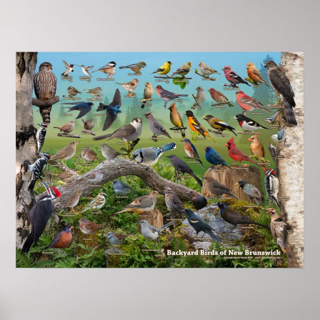Póster Aves de patio trasero de Nueva Brunswick (Frente)