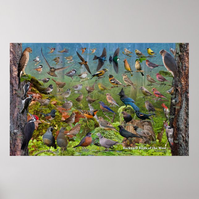 Póster Aves de patio trasero del West Large (Frente)