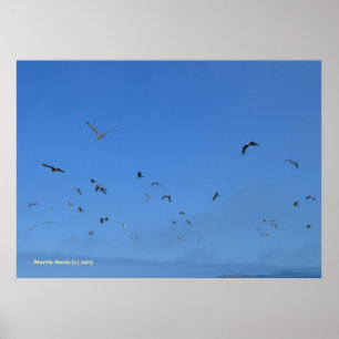 Póster Aves de playa