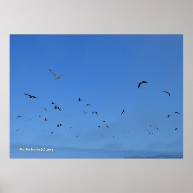 Póster Aves de playa (Frente)