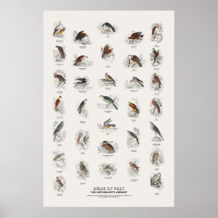 Póster Aves de Presa - Biblioteca del Naturalista