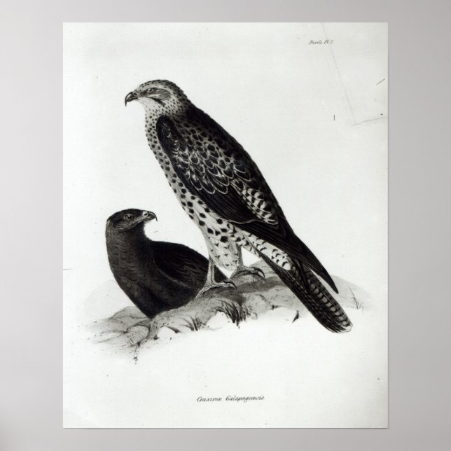 Póster Aves de Prey (Frente)