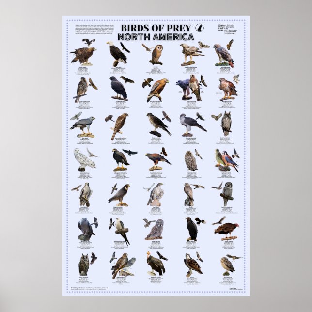 Póster Aves de Prey - Norteamérica (Frente)