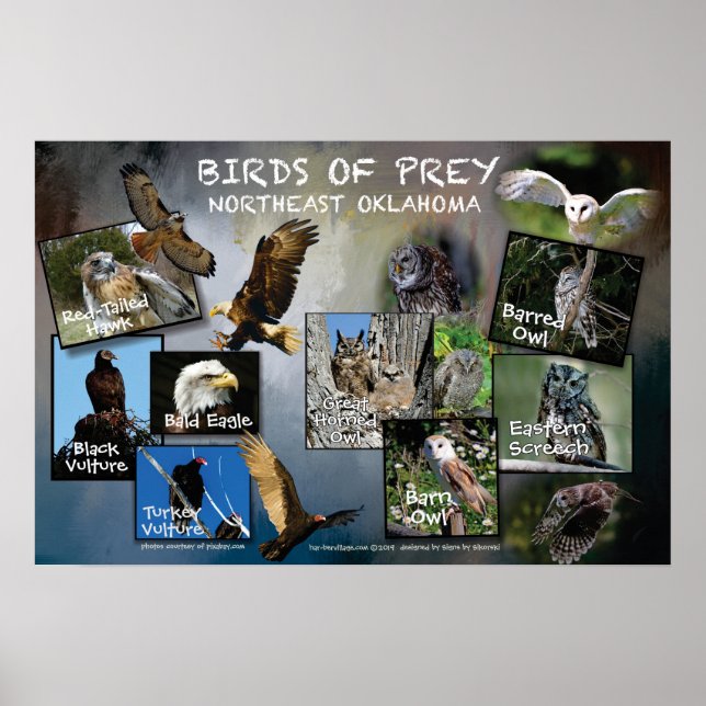 Póster Aves de Prey Poster 19v2 (Frente)