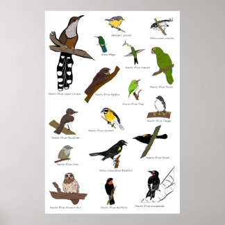 Póster Aves de Puerto Rico